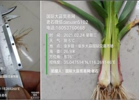 氣候反復無常、大蒜長勢有何影響？ ()