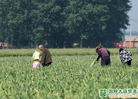2021 早熟蒜薹、鮮蒜上市情況如何？ ()