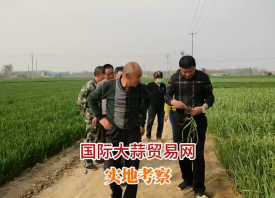 2024年產新大蒜為啥會“早衰”？ ()